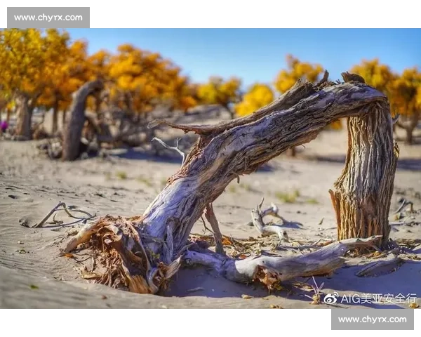 不朽的经典，NBA总决赛的永恒魅力！